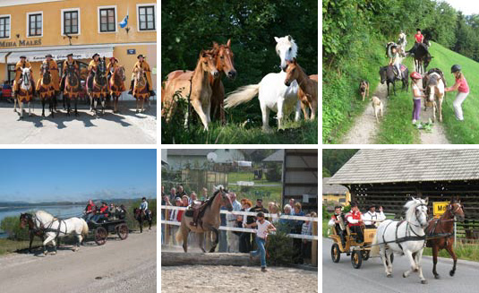 Goldi_konji_slika-01.jpg