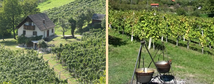 GostilnaDomen_vinograd.jpg