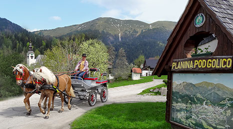 KmetijaSmolej_foto.jpg