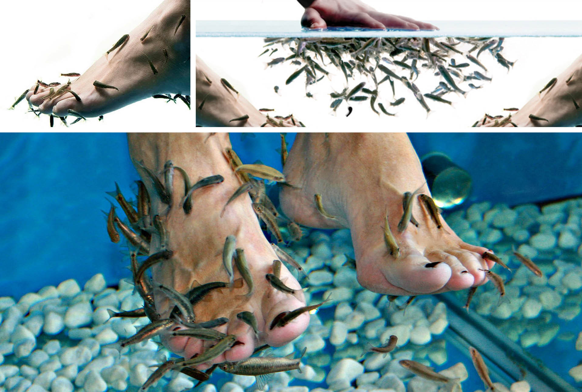poi slike fish spa objava II